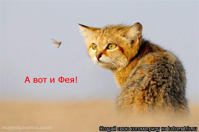 Котоматрица: А вот и Фея!