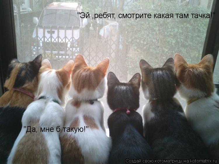 Котоматрица: "Эй ,ребят, смотрите какая там тачка!" "Да, мне б такую!"