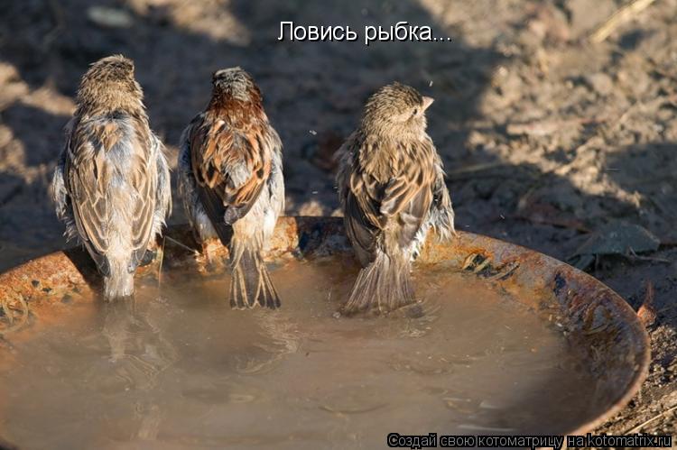 Котоматрица: Ловись рыбка...
