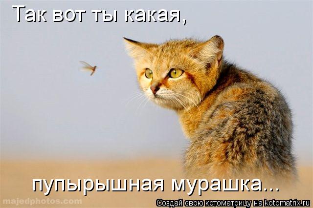 Котоматрица: Так вот ты какая,  пупырышная мурашка...