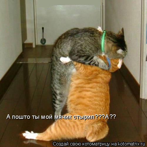 Котоматрица: A пошто ты мoй мячик стырил???A??