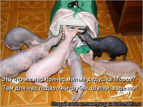 Котоматрица: Это что же нас принес милый дедушка Мороз? Там для нас подарочки-шубки, шапки, варежки!