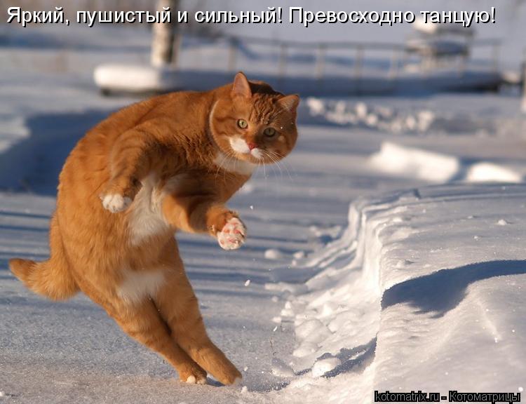 Котоматрица: Яркий, пушистый и уверенный! Превосходно танцую! Яркий, пушистый и сильный! Превосходно танцую!