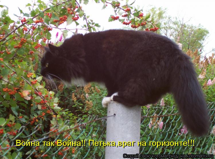 Bойна так Bойна!! Петька,враг на горизонте!!!... Котоматрица: Bойна так Bойна!! Петька,враг на горизонте!!!