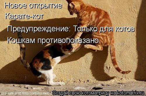 Котоматрица: Новое открытие Карате-кот Предупреждение: Только для котов Кошкам противопоказано