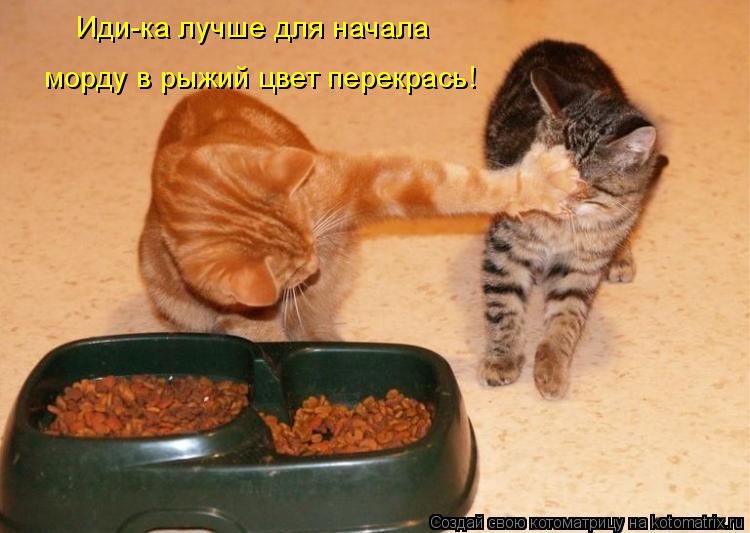 Котоматрица: Иди-ка лучше для начала морду в рыжий цвет перекрась!