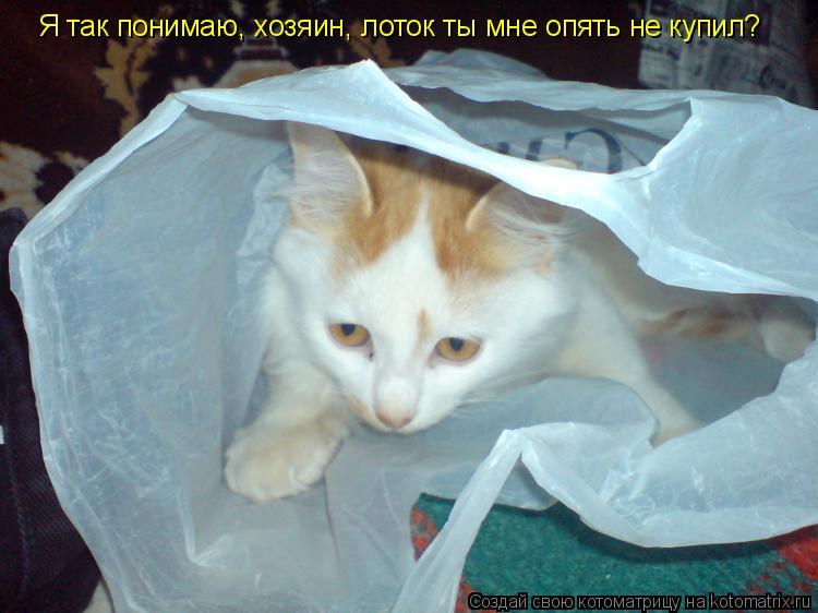 Я так понимаю, хозяин, лоток ты мне опять не купил?... Котоматрица: Я так понимаю, хозяин, лоток ты мне опять не купил?