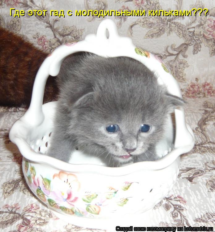 Котоматрица: Где этот гад с молодильными кильками???