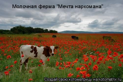 Котоматрица: Молочная ферма "Мечта наркомана"