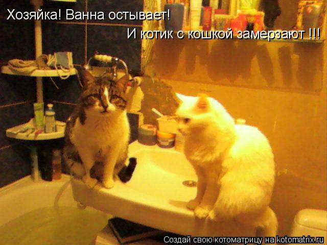 Котоматрица: Хозяйка! Ванна остывает!  И котик с кошкой замерзают !!!
