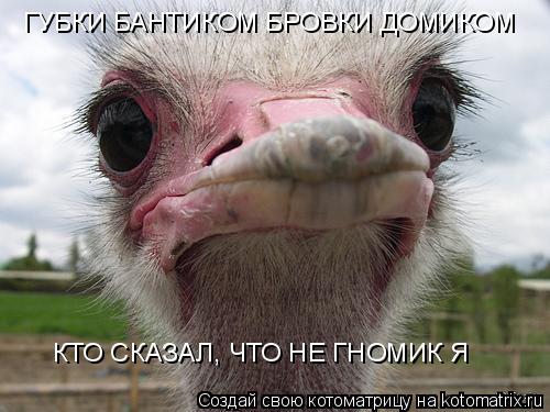 Котоматрица: ГУБКИ БАНТИКОМ БРОВКИ ДОМИКОМ КТО СКАЗАЛ, ЧТО НЕ ГНОМИК Я