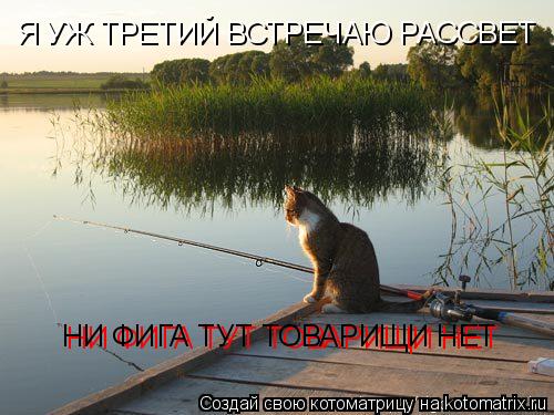 Котоматрица: Я УЖ ТРЕТИЙ ВСТРЕЧАЮ РАССВЕТ НИ ФИГА ТУТ ТОВАРИЩИ НЕТ НИ ФИГА ТУТ ТОВАРИЩИ НЕТ