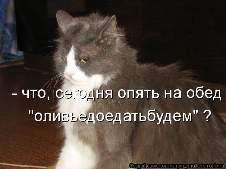 Котоматрица: - что, сегодня опять на обед "оливьедоедатьбудем"?  "оливьедоедатьбудем" ?