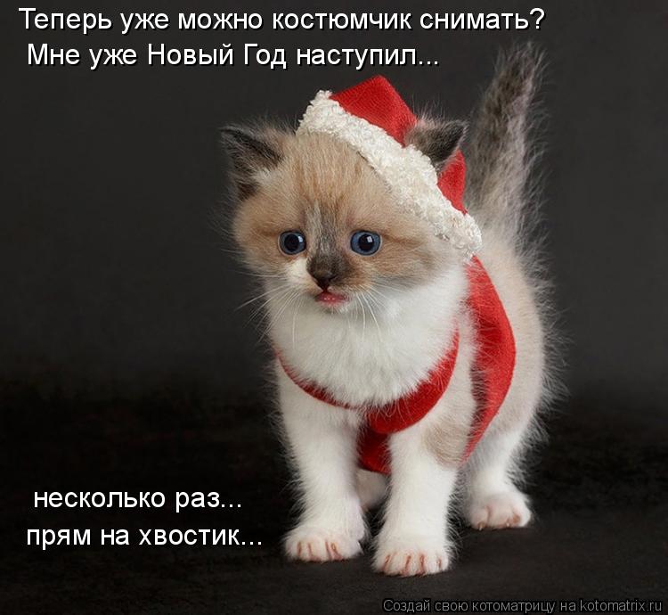 Мне уже Новый Год наступил... несколько раз... прям на хвостик... Теперь уже можно костюмчик снимать?... Котоматрица: Мне уже Новый Год наступил... несколько раз... прям на хвостик... Теперь уже можно костюмчик снимать?