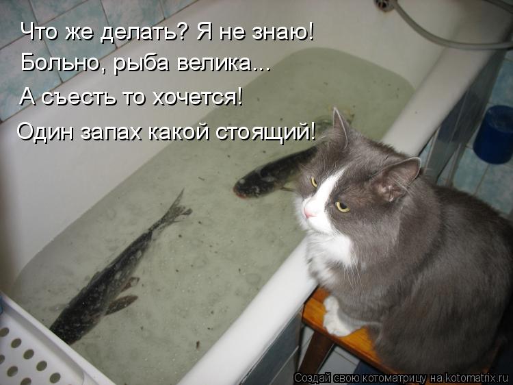 Котоматрица: Что же делать? Я не знаю!  Больно, рыба велика... А съесть то хочется! Один запах какой стоящий!