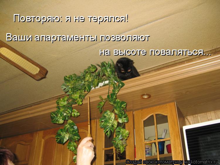 Котоматрица: Повторяю: я не терялся! Ваши апартаменты позволяют на высоте поваляться...