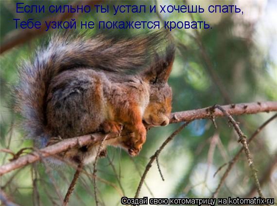 Котоматрица: Если сильно ты устал и хочешь спать, Тебе узкой не покажется кровать.