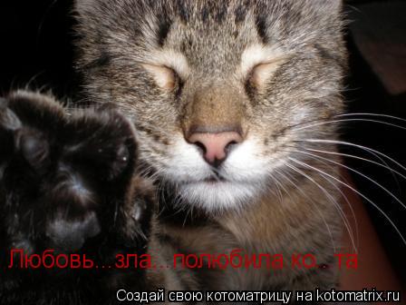 Любовь...зла...полюбила ко...та... Котоматрица: Любовь...зла...полюбила ко...та
