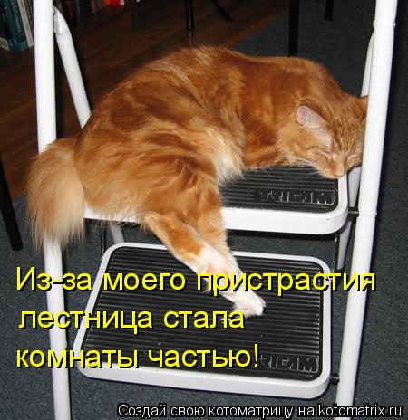 Из-за моего пристрастия лестница стала комнаты частью!... Котоматрица: Из-за моего пристрастия лестница стала комнаты частью!