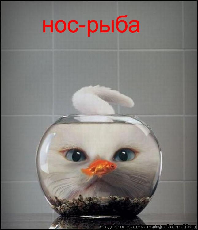 нос-рыба... Котоматрица: нос-рыба