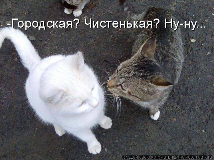 -Городская? Чистенькая? Ну-ну...... Котоматрица: -Городская? Чистенькая? Ну-ну...