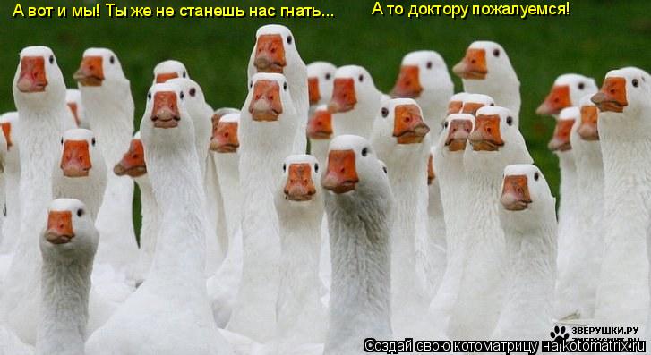 А вот и мы! Ты же не станешь нас гнать... А то доктору пожалуемся!... Котоматрица: А вот и мы! Ты же не станешь нас гнать... А то доктору пожалуемся!