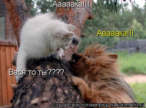 Ааааака!!! Ааааака!!! Вася то ты????... Котоматрица: Ааааака!!! Ааааака!!! Вася то ты????