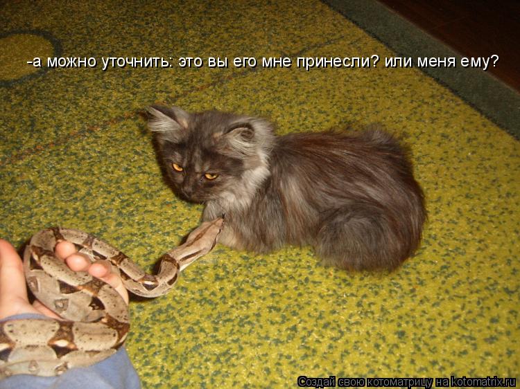 -а можно уточнить: это вы его мне принесли? или меня ему?... Котоматрица: -а можно уточнить: это вы его мне принесли? или меня ему?