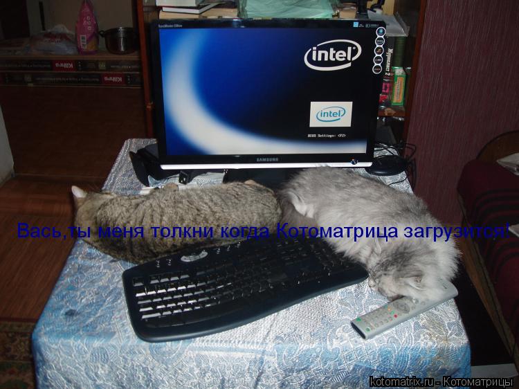 Котоматрица: Вась,ты меня толкни когда Котоматрица загрузится!
