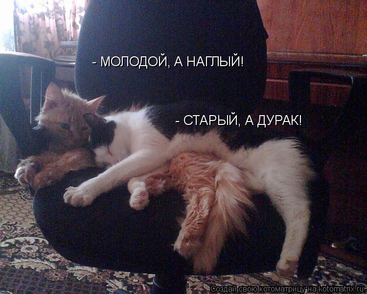 Котоматрица: - МОЛОДОЙ, А НАГЛЫЙ!   - СТАРЫЙ, А ДУРАК!