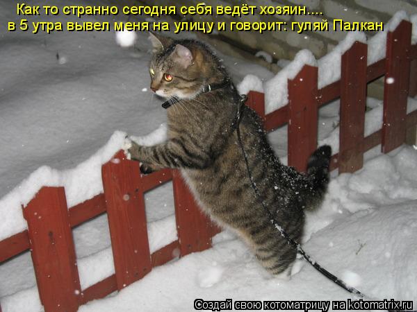 Котоматрица: Как то странно сегодня себя ведёт хозяин.... в 5 утра вывел меня на улицу и говорит: гуляй Палкан
