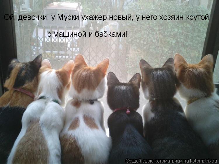Ой, девочки, у Мурки ухажер новый, у него хозяин крутой с машиной и бабками!... Котоматрица: Ой, девочки, у Мурки ухажер новый, у него хозяин крутой с машиной и бабками!