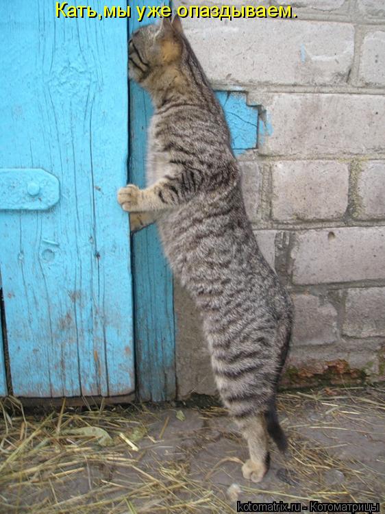 Кать,мы уже опаздываем.... Котоматрица: Кать,мы уже опаздываем.