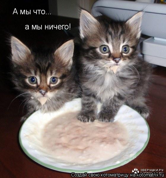 А мы что... а мы ничего!... Котоматрица: А мы что... а мы ничего!