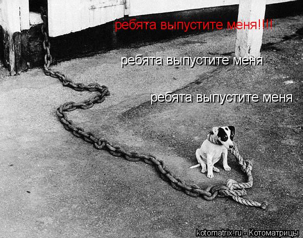ребята выпустите меня ребята выпустите меня ребята выпустите меня!!!!... Котоматрица: ребята выпустите меня ребята выпустите меня ребята выпустите меня!!!!