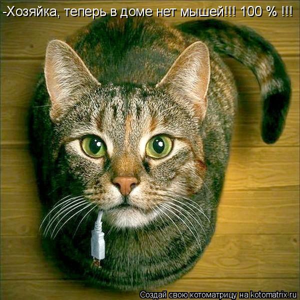 Котоматрица: -Хозяйка, теперь в доме нет мышей!!! 100 % !!!