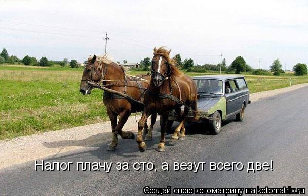 Котоматрица: Налог плачу за сто, а везут всего две!