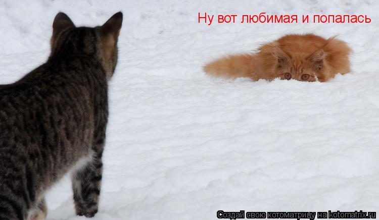 Котоматрица: Ну вот любимая и попалась