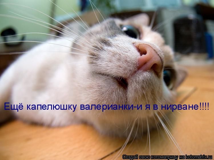 Котоматрица: Ещё капелюшку валерианки-и я в нирване!!!!
