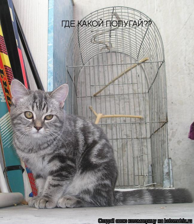 Котоматрица: ГДЕ КАКОЙ ПОПУГАЙ??