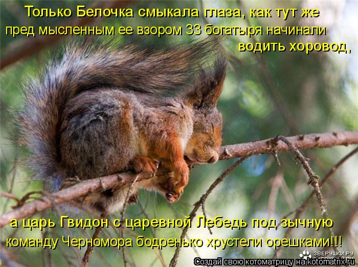 Котоматрица: пред мысленным ее взором 33 богатыря начинали водить хоровод, Только Белочка смыкала глаза, как тут же команду Черномора бодренько хрустели