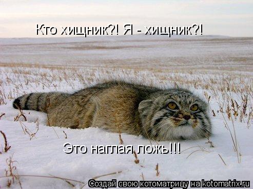 Кто хищник?! Я - хищник?! Это наглая ложь!!!... Котоматрица: Кто хищник?! Я - хищник?! Это наглая ложь!!!