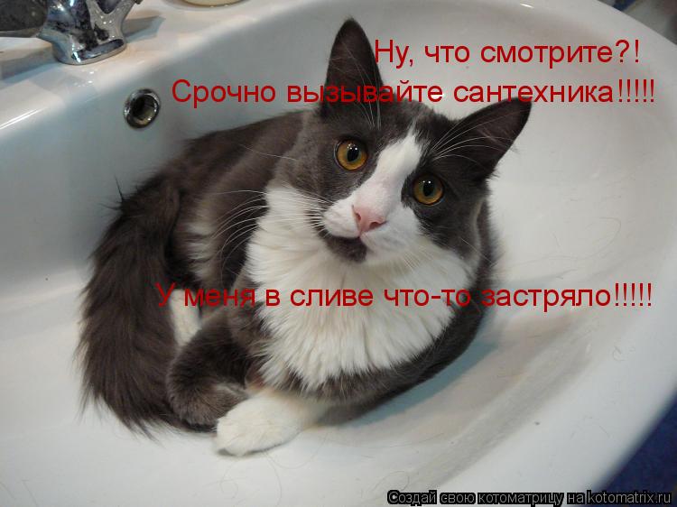 Ну, что смотрите?! Срочно вызывайте сантехника!!!!! У меня в сливе что-то застряло!!!!!... Котоматрица: Ну, что смотрите?! Срочно вызывайте сантехника!!!!! У меня в сливе что-то застряло!!!!!