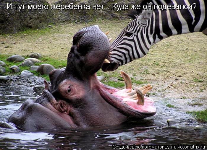 И тут моего жеребенка нет....Куда же он подевался?... Котоматрица: И тут моего жеребенка нет....Куда же он подевался?