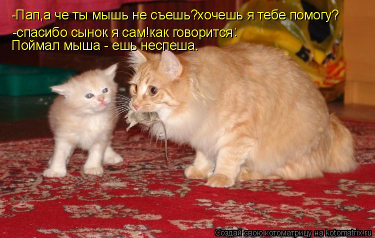 -Пап,а че ты мышь не съешь?хочешь я тебе помогу? -спасибо сынок я сам!как говорится : Поймал мыша - ... Котоматрица: -Пап,а че ты мышь не съешь?хочешь я тебе помогу? -спасибо сынок я сам!как говорится : Поймал мыша - ешь неспеша.