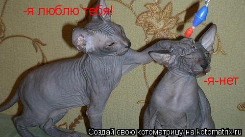 -я люблю тебя! -я-нет... Котоматрица: -я люблю тебя! -я-нет