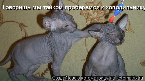 Говоришь мы тайком проберемся к холодильнику? Ну давай, веди, Кутузов!... Котоматрица: Говоришь мы тайком проберемся к холодильнику? Ну давай, веди, Кутузов!