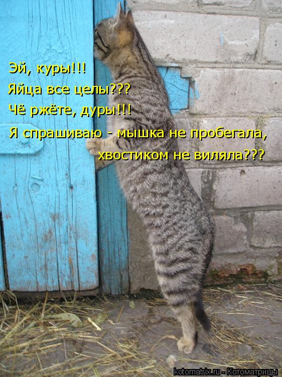 Котоматрица: Чё ржёте, дуры!!! Я спрашиваю - мышка не пробегала, Яйца все целы??? Эй, куры!!! хвостиком не виляла???