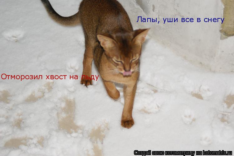 Лапы, уши все в снегу Отморозил хвост на льду... Котоматрица: Лапы, уши все в снегу Отморозил хвост на льду