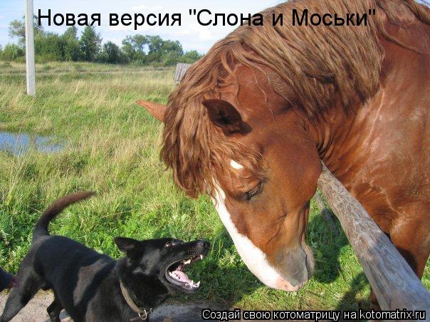 Новая версия "Слона и Моськи"... Котоматрица: Новая версия "Слона и Моськи"